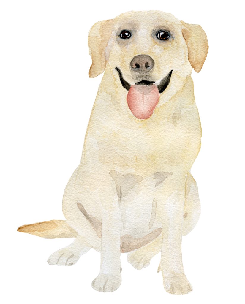A yellow Labrador Retriever watercolor painting by The Welcoming District.