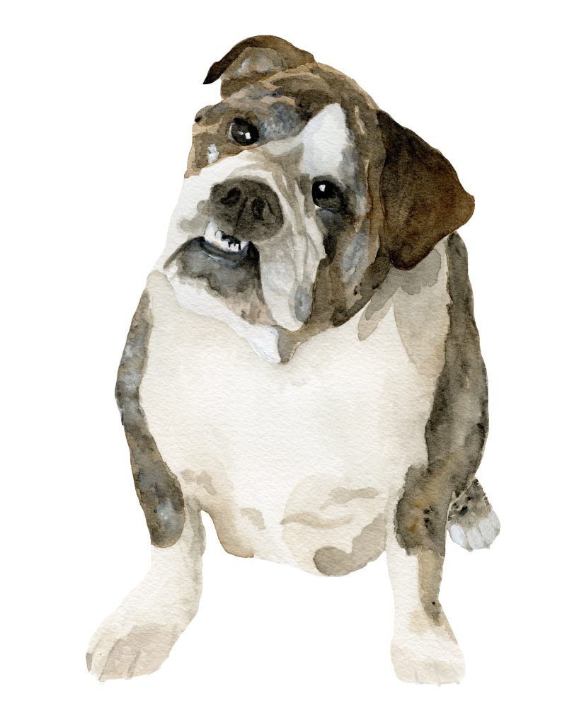 An English Bulldog watercolor painting by The Welcoming District.