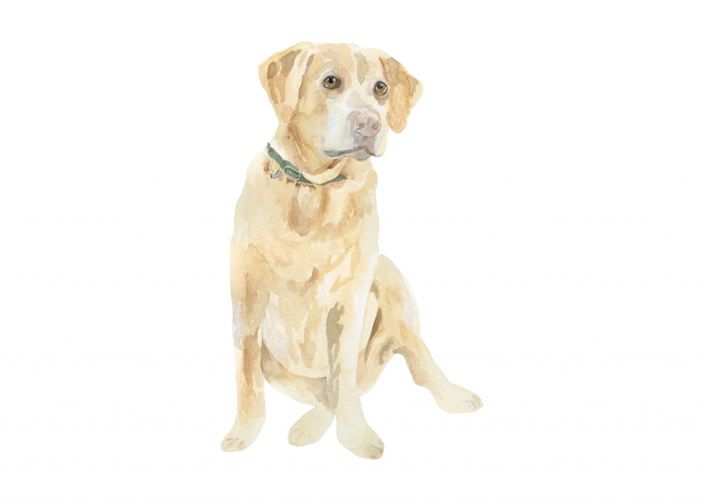 A yellow Labrador Retriever watercolor portrait by Alicia Betz of The Welcoming District.