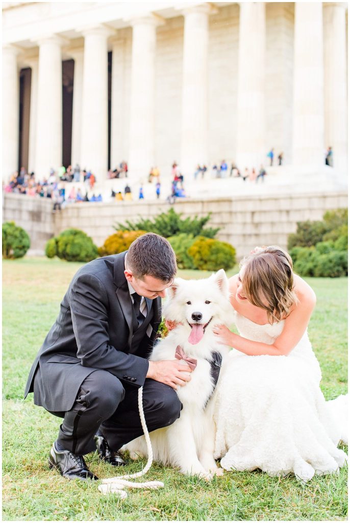 Samoyed pup in a Washington D.C. wedding.