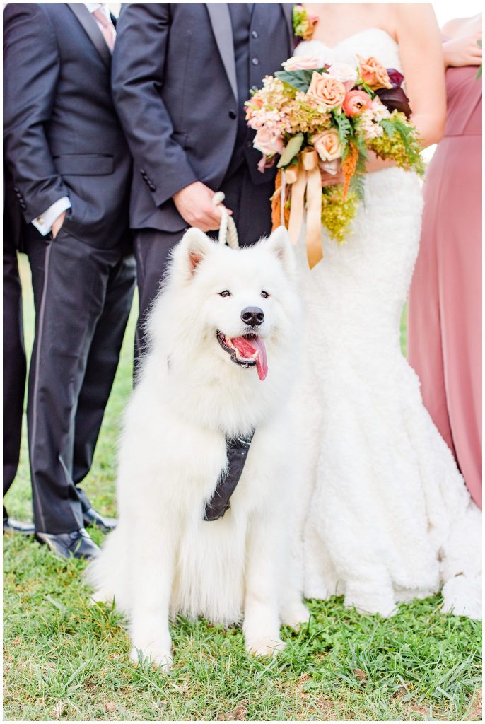 A Samoyed in a wedding.