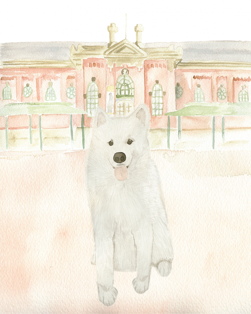 A watercolor dog portrait of a Samoyed by Alicia Betz of The Welcoming District.