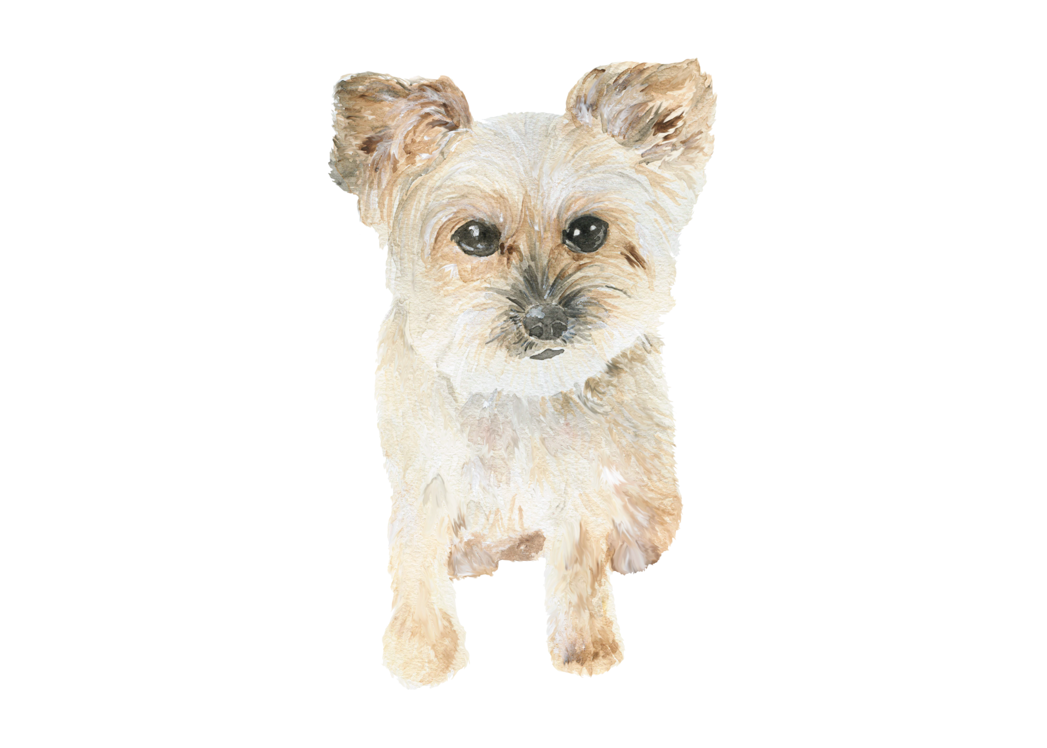 Yorkipoo portrait by Alicia Betz of The Welcoming District.