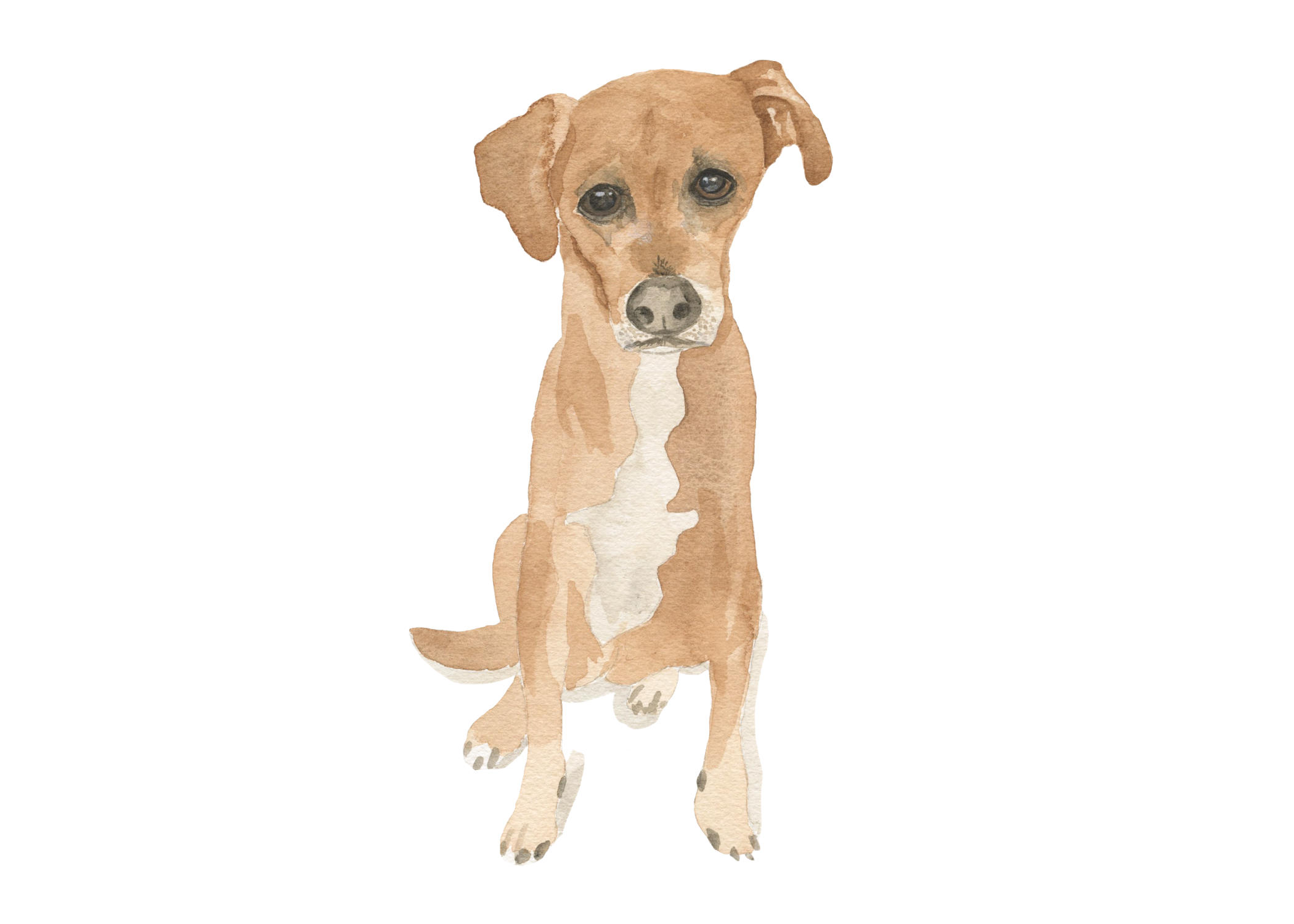 A rescue pup watercolor portrait by Alicia Betz of The Welcoming District.